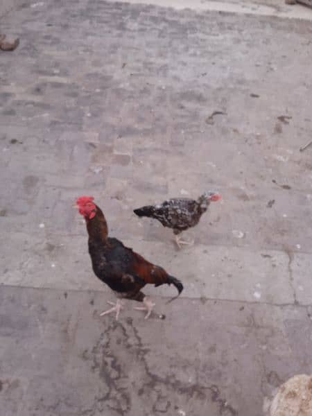 Aseel desi hens for sale age 6 month 8 month 18 month 5