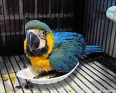 blue macaw parrot chicks for sale (03427300550) 0