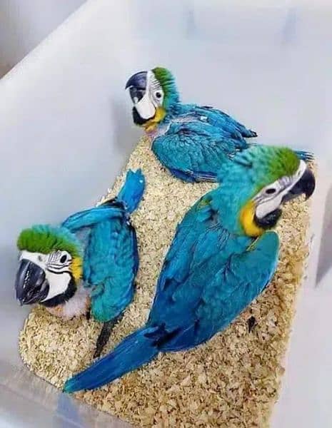 blue macaw parrot chicks for sale (03427300550) 2