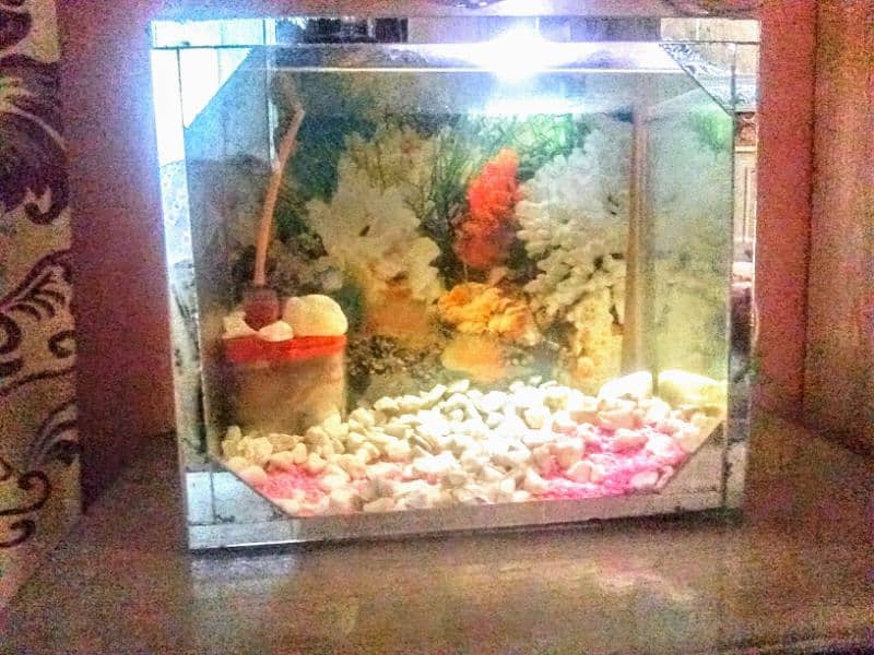 fish Complete equariam for sale 03163402885 3