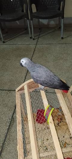 African Grey parrot 0