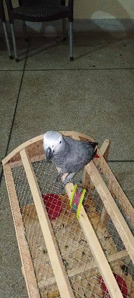 African Grey parrot 1