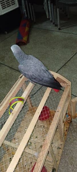 African Grey parrot 2