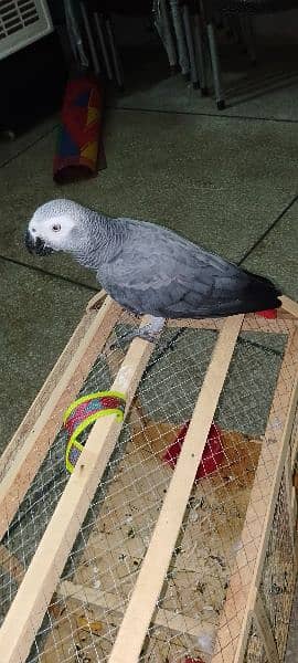 African Grey parrot 3