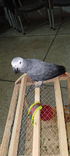 African Grey parrot 4