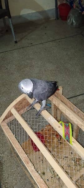 African Grey parrot 5