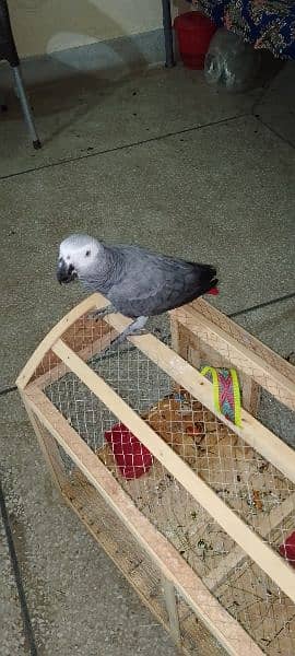 African Grey parrot 6