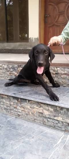 Labrador pup