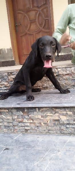 Labrador pup 1