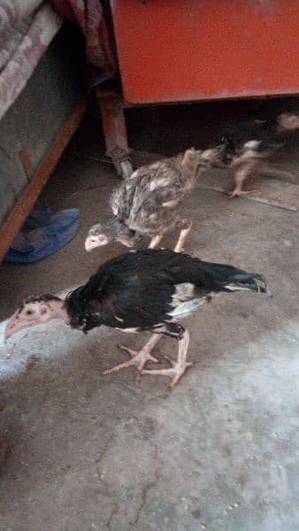 egg laying aseel hen and chicks for sale 3