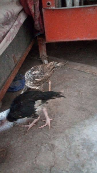 egg laying aseel hen and chicks for sale 4