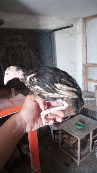 egg laying aseel hen and chicks for sale 8