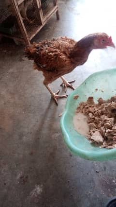 egg laying mianwali aseel hen