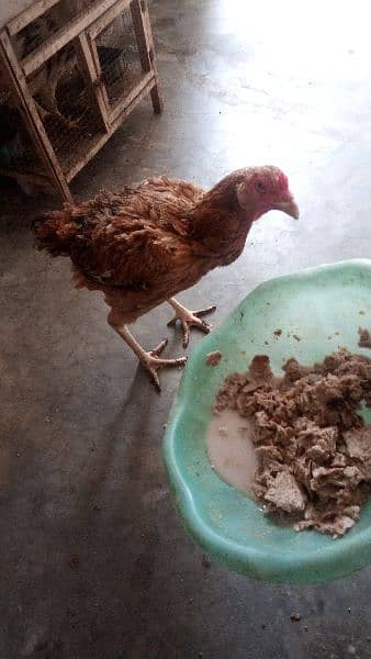 egg laying aseel hen and chicks for sale 10