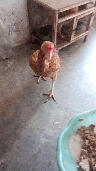 egg laying aseel hen and chicks for sale 11