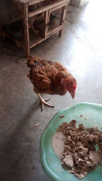 egg laying aseel hen and chicks for sale 12