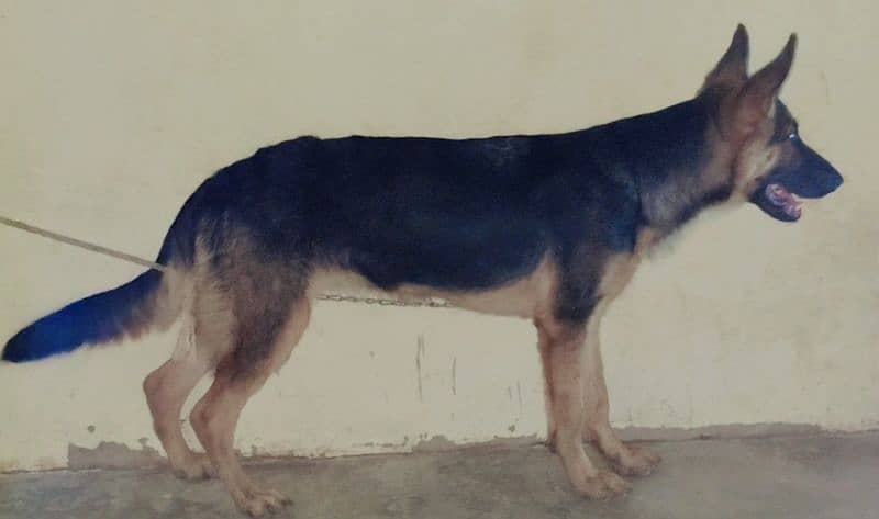 German shepherd 1