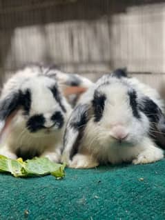 holland lop breader pair