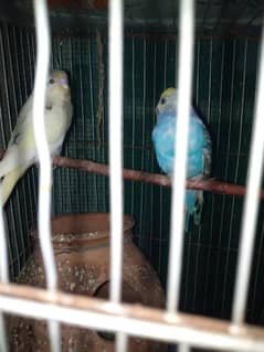 American grey parrots and 2 baby parrots with double story cage