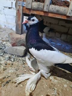 black magiepie pouter