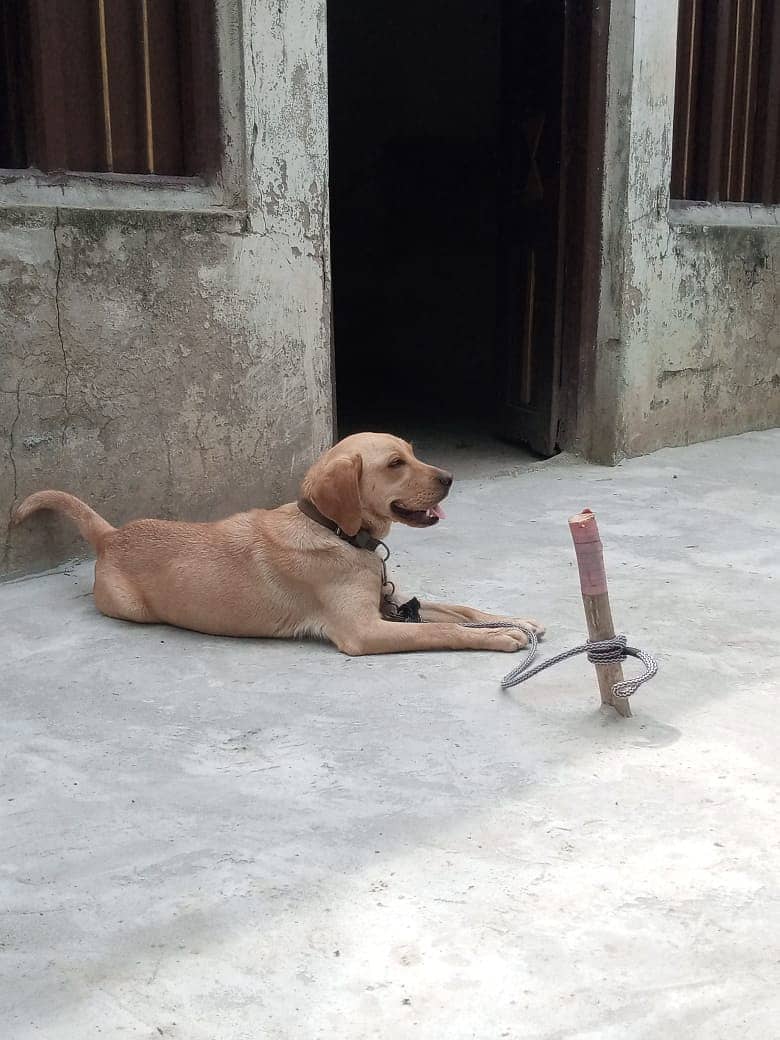 cocker spaniel Male dog / Labrador Puppy 1