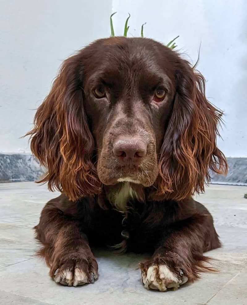 cocker spaniel Male dog / Labrador Puppy 2