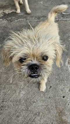 Shih Tzu Pair in Rawalpindi