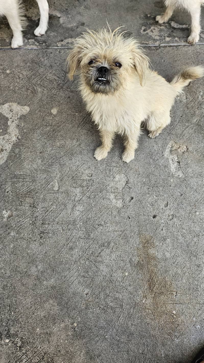 Shih Tzu Pair in Rawalpindi 1