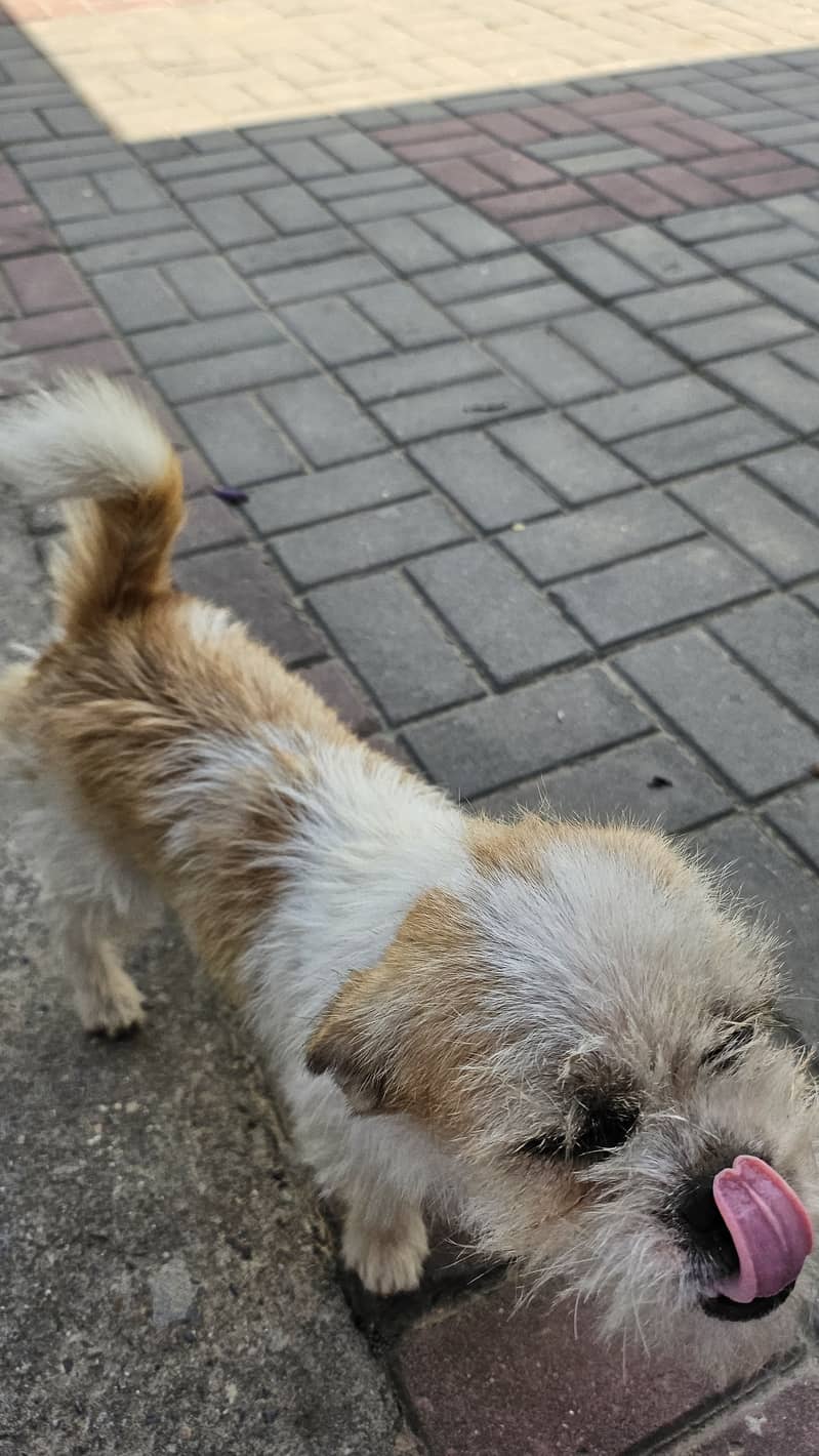 Shih Tzu Pair in Rawalpindi 2