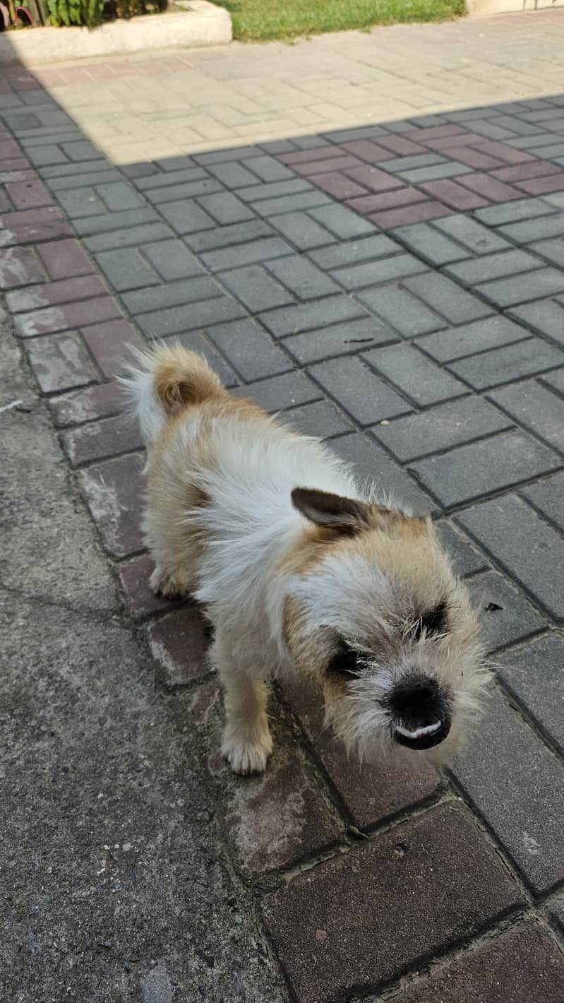 Shih Tzu Pair in Rawalpindi 3