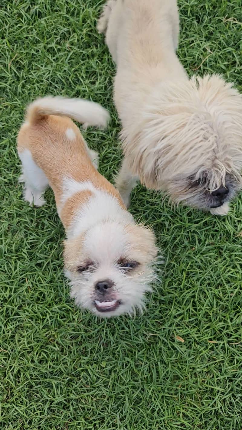 Shih Tzu Pair in Rawalpindi 4