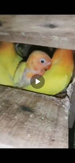 Love birds Lutino pair