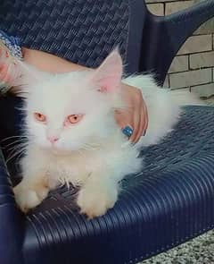 russain cat 8 months price 10 k