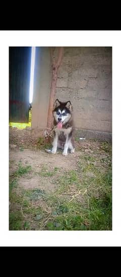 saibarin husky pair dog available for sale