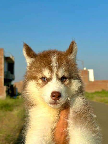 Extreme quality siberian husky long coat puppy 0