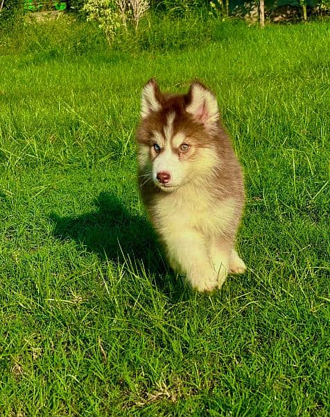 Extreme quality siberian husky long coat puppy 1