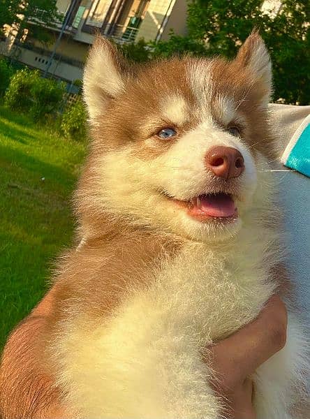 Extreme quality siberian husky long coat puppy 3