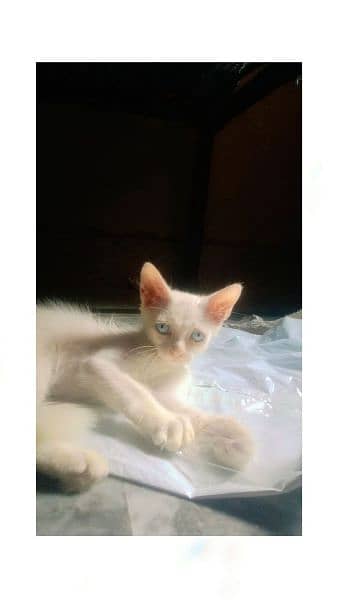 Mano Cat for sale 5