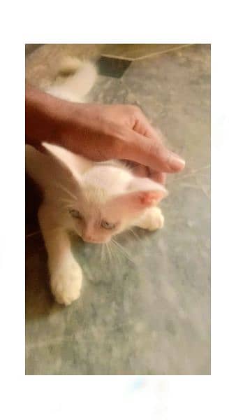 Mano Cat for sale 6