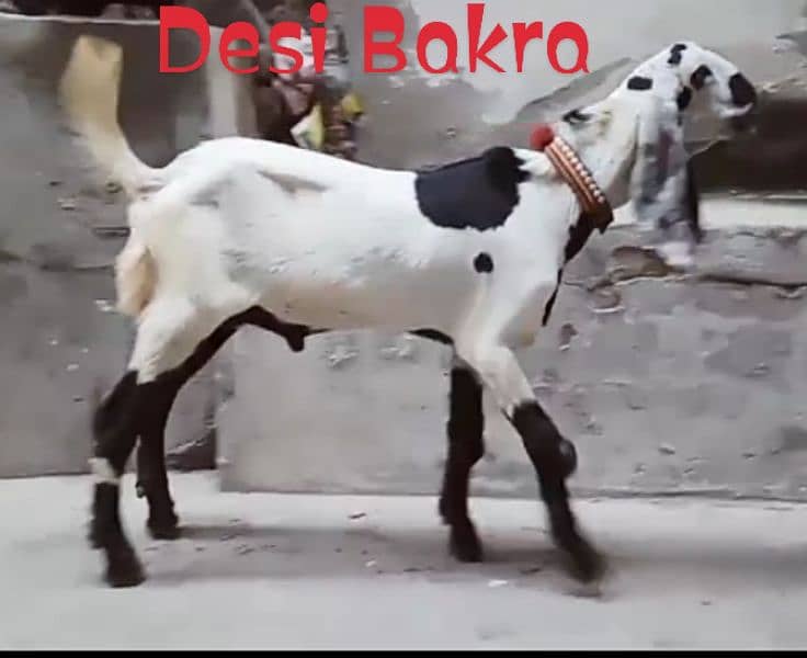 Desi Bakra 2