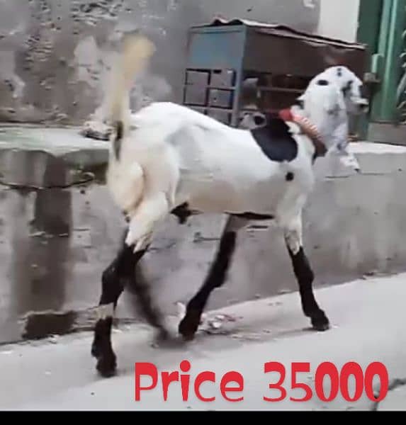 Desi Bakra 3