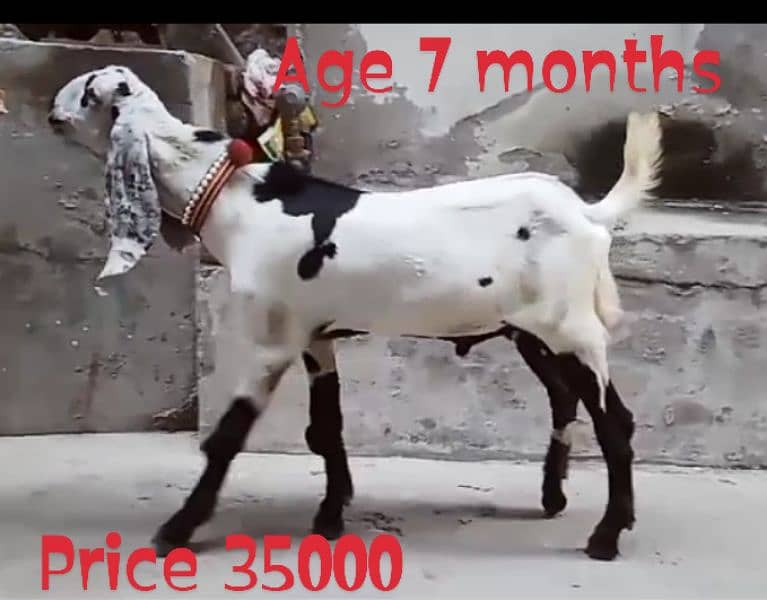 Desi Bakra 5