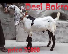 Desi Bakra