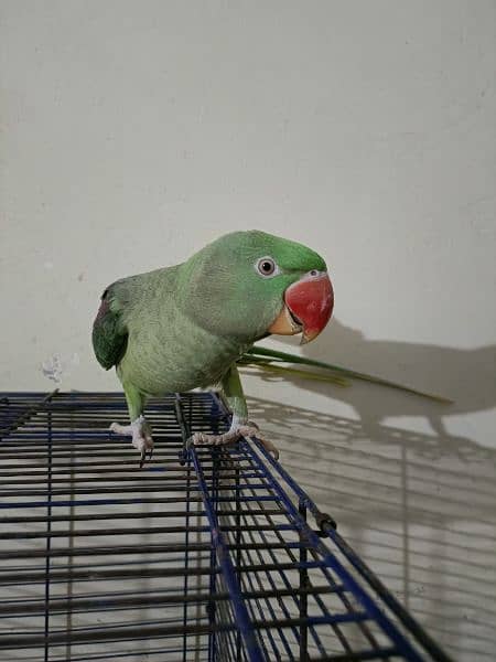 raw parrot female 2 Saal 6 mah age 0