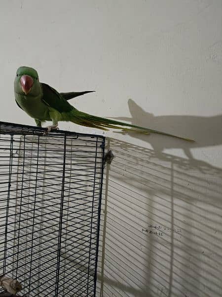 raw parrot female 2 Saal 6 mah age 1