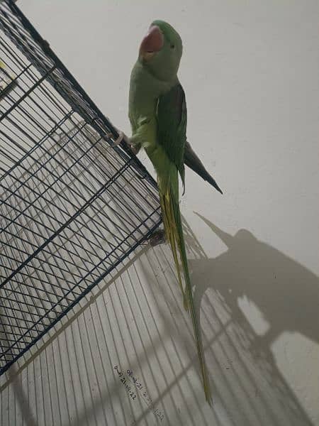 raw parrot female 2 Saal 6 mah age 2