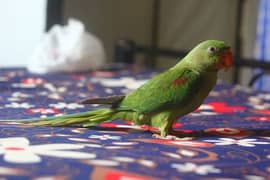 I am selling raw parrot female age 5 month urgent sale