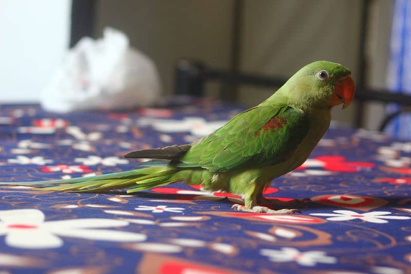 I am selling raw parrot female age 5 month urgent sale 0