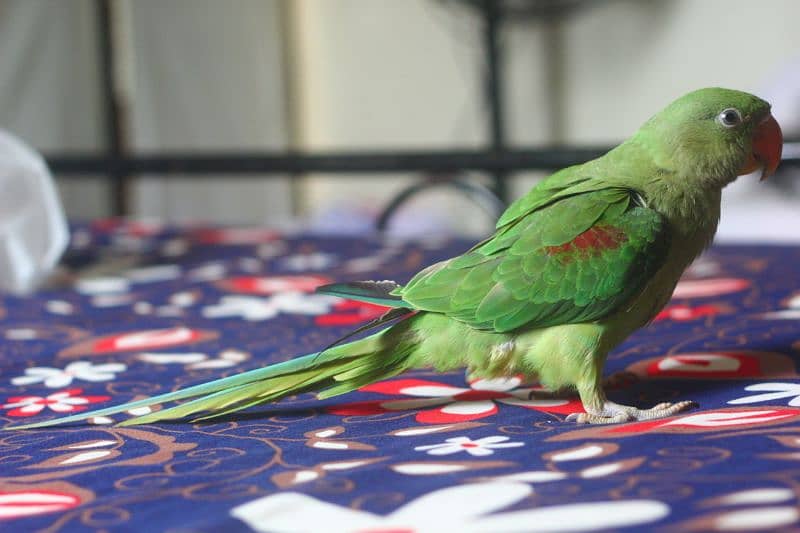 I am selling raw parrot female age 5 month urgent sale 2