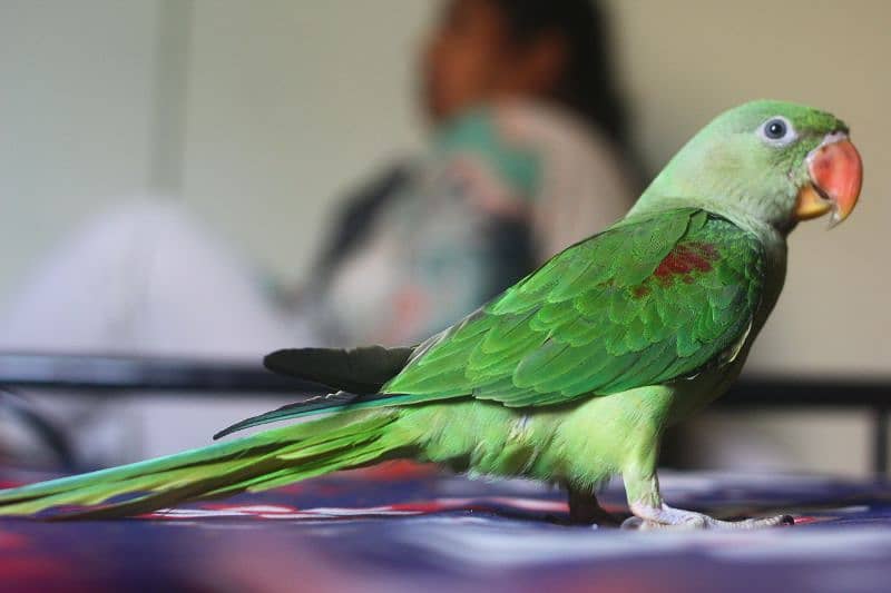 I am selling raw parrot female age 5 month urgent sale 3